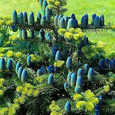 Пихта корейская  в Кирове