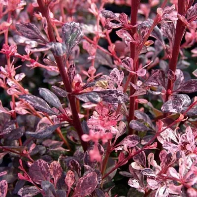 Барбарис АРЛЕКИН тунберга  Барбарис АРЛЕКИН тунберга в Кирове