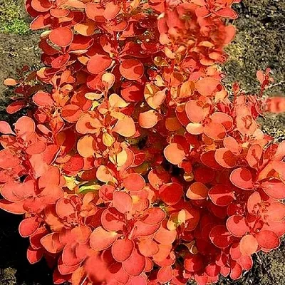 Барбарис ОРАНЖ ФАЙЕР тунберга  Барбарис ОРАНЖ ФАЙЕР тунберга в Кирове