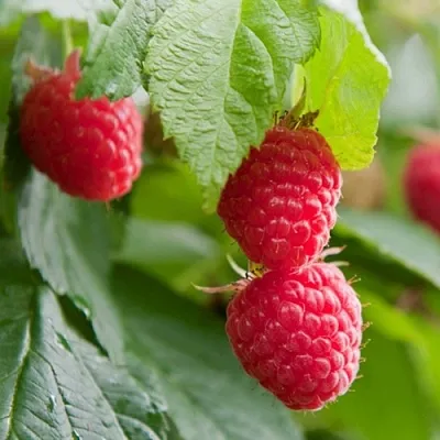 Малина МАРАВИЛЛА  Малина МАРАВИЛЛА в Кирове