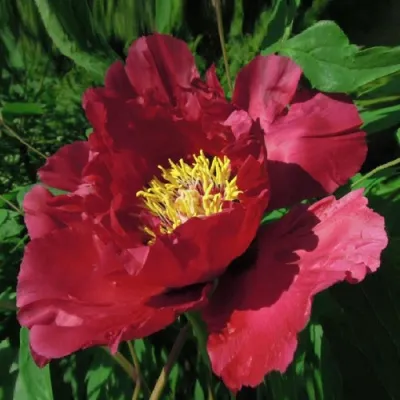 Пион КРАСНЫЙ ЛОТОС древовидный в Кирове