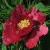 Пион КРАСНЫЙ ЛОТОС древовидный — описание сорта Пион КРАСНЫЙ ЛОТОС древовидный в Кирове