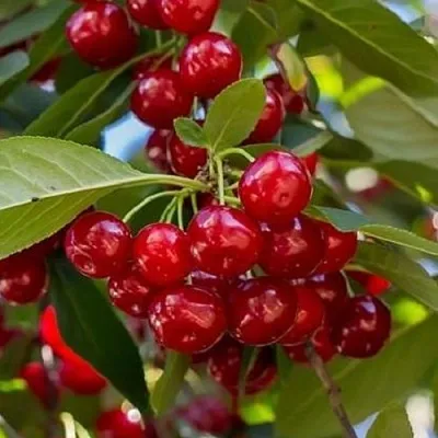 Вишня ГИРЛЯНДА  Вишня ГИРЛЯНДА в Кирове