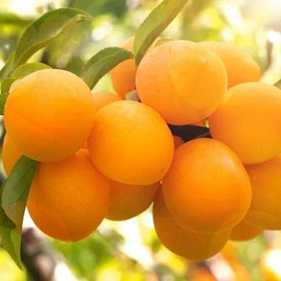 Слива МАРА  Слива МАРА в Кирове