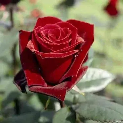 Саженцы роз ТАБУ чайно-гибридная в Кирове