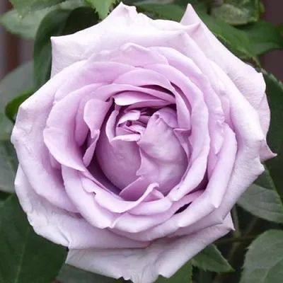 Саженцы роз ИНДИГОЛЕТТА плетистая  Саженцы роз ИНДИГОЛЕТТА плетистая в Кирове