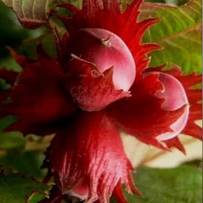 Фундук БАГРЯНЕЦ  Фундук БАГРЯНЕЦ в Кирове