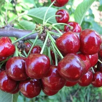 Вишня ДЕСЕРТНАЯ МОРОЗОВОЙ  Вишня ДЕСЕРТНАЯ МОРОЗОВОЙ в Кирове