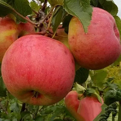 Яблоня БОЛОТОВСКОЕ  Яблоня БОЛОТОВСКОЕ в Кирове