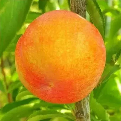 Шарафуга БЕЛЛА ГОЛД  Шарафуга БЕЛЛА ГОЛД в Кирове