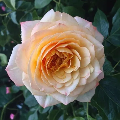 Саженцы роз АБЕЙ ДЕ СЕНТ-АМАН шраб в Кирове