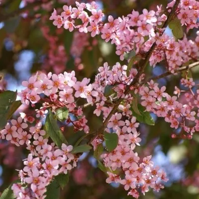 Черемуха КОЛОРАТА в Кирове