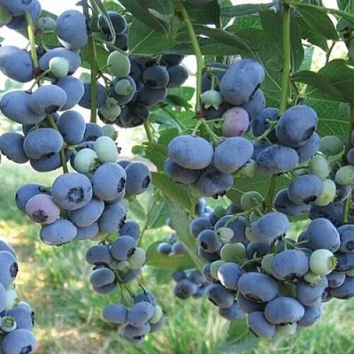 Голубика ЛИБЕРТИ в Кирове