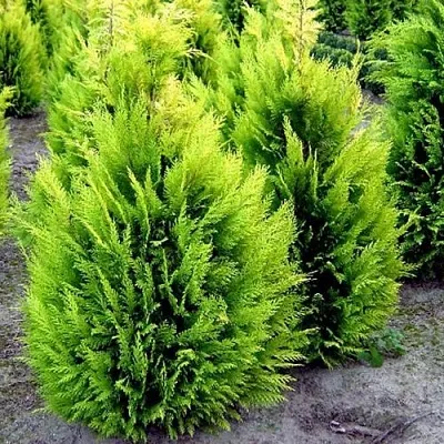 Кипарисовик ИВОНЕ лавсана в Кирове