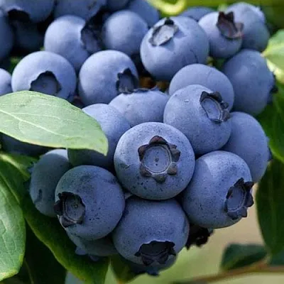 Голубика СПАРТАН в Кирове