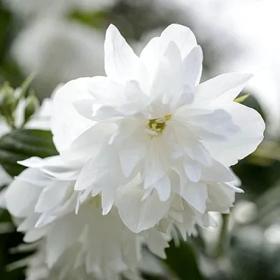 Жасмин МИНЕСОТА СНОУФЛЕЙК в Кирове