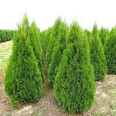 Туя СМАРАГД западная в Кирове