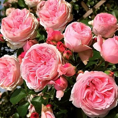 Саженцы роз ДЖАРДИНА плетистая  Саженцы роз ДЖАРДИНА плетистая в Кирове