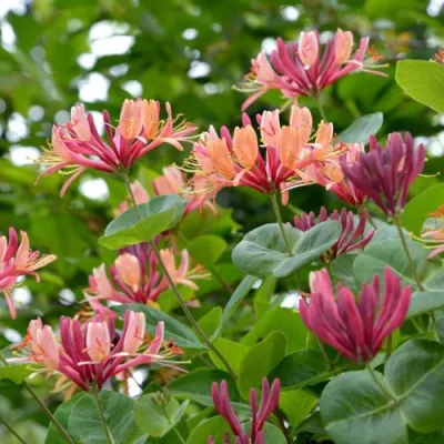 Жимолость ГЕКРОТА в Кирове