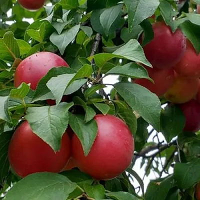 Плумкот БИРИКОККОЛО ГИГАНТЕ ДИ БУДРИО  Плумкот БИРИКОККОЛО ГИГАНТЕ ДИ БУДРИО в Кирове