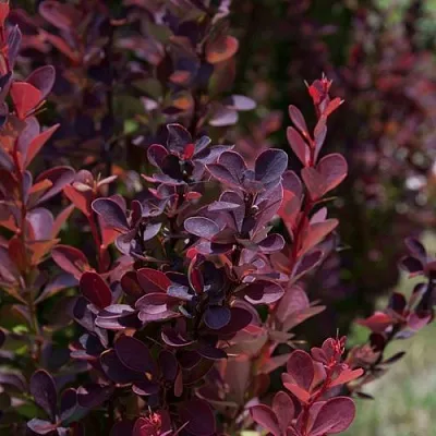 Барбарис ХЕЛМОНД ПИЛЛАР тунберга  Барбарис ХЕЛМОНД ПИЛЛАР тунберга в Кирове