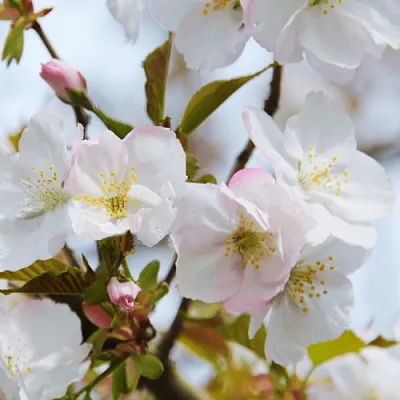 Вишня ОКАМЕ  Вишня ОКАМЕ в Кирове