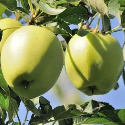 Яблоня САХАРНАЯ  Яблоня САХАРНАЯ в Кирове