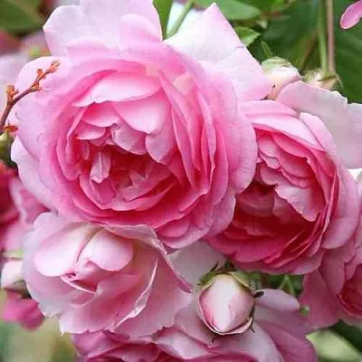 Саженцы роз ЖАСМИНА плетистая  Саженцы роз ЖАСМИНА плетистая в Кирове