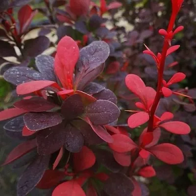 Барбарис РЕД ПИЛЛАР тунберга  Барбарис РЕД ПИЛЛАР тунберга в Кирове