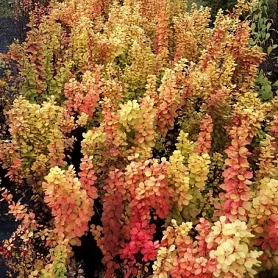 Барбарис САММЕР САНСЕТ тунберга  Барбарис САММЕР САНСЕТ тунберга в Кирове