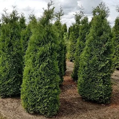 Туя ХОЛМСТРУП западная в Кирове