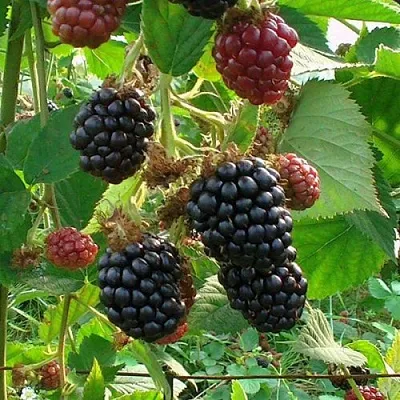 Ежевика ЧЕСТЕР бесшипная  Ежевика ЧЕСТЕР бесшипная в Кирове