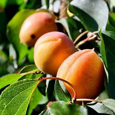 Абрикос БАЙ  Абрикос БАЙ в Кирове