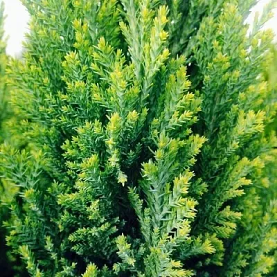 Кипарисовик в Кирове