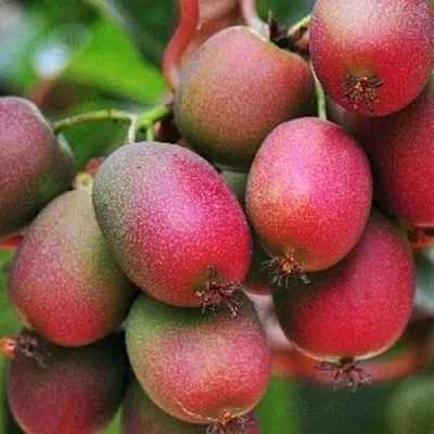 Актинидия ВЕЙКИ аргута в Кирове