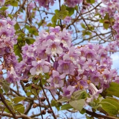 Павлония ПАО ТОГН Z07 в Кирове