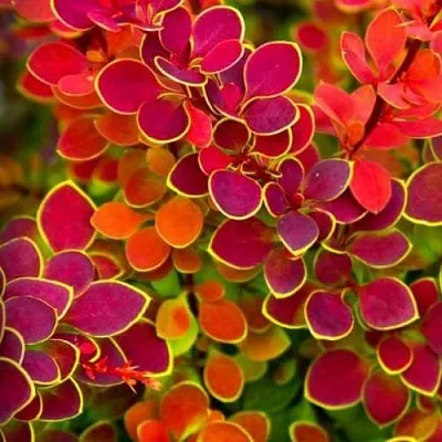 Барбарис ОРАНЖ САНРАЙЗ тунберга  Барбарис ОРАНЖ САНРАЙЗ тунберга в Кирове