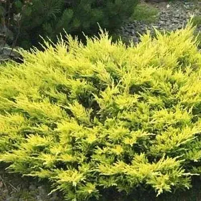 Можжевельник ЛАЙМ ГЛОУ горизонтальный в Кирове