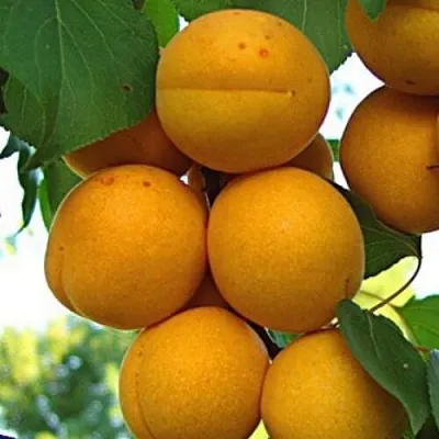 Абрикос ОНТАРИО  Абрикос ОНТАРИО в Кирове