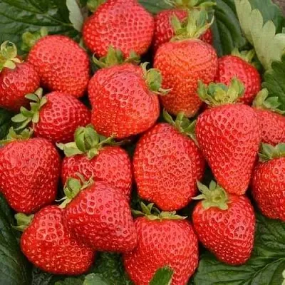 Клубника САН АНДРЕАС ремонтантная в Кирове