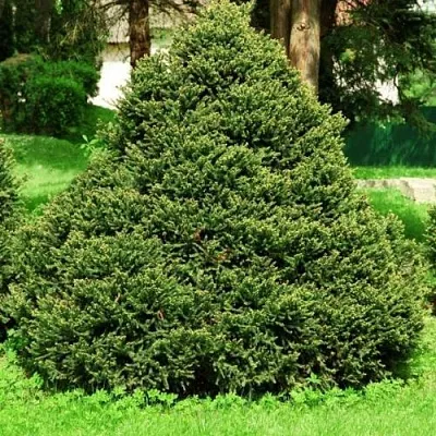 Ель ОЛЕНДОРФИ обыкновенная в Кирове