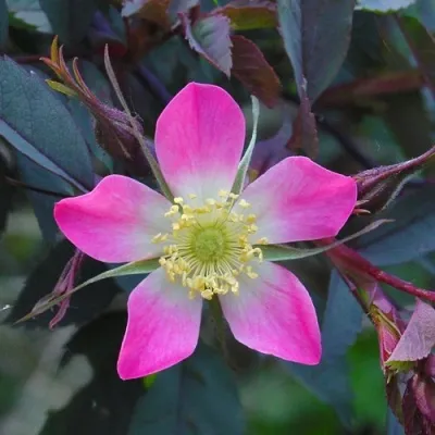 Саженцы роз сизая — описание сорта Саженцы роз сизая в Кирове