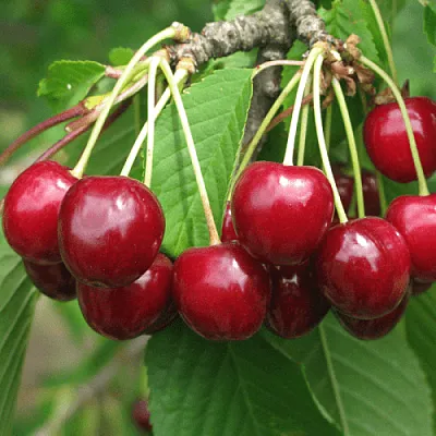 Черешня ГРОНКОВАЯ  Черешня ГРОНКОВАЯ в Кирове