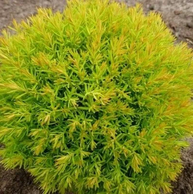 Туя АННИЕК западная в Кирове