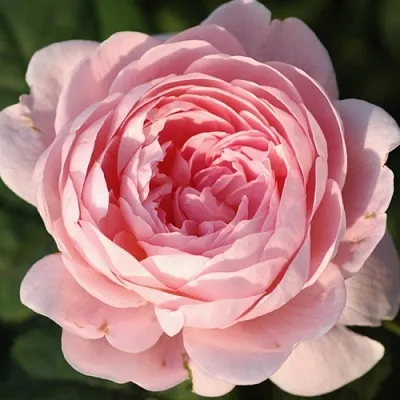 Саженцы роз КУИН ОФ СУИДЕН английская в Кирове