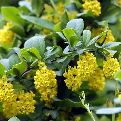 Барбарис корейский  Барбарис корейский в Кирове