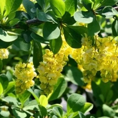 Барбарис ИНДИАН САММЕР   Барбарис ИНДИАН САММЕР  в Кирове