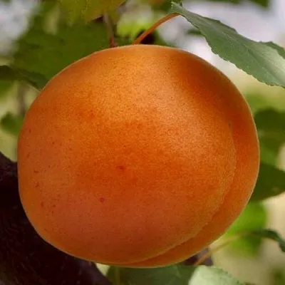 Абрикос ОЛИМП  Абрикос ОЛИМП в Кирове