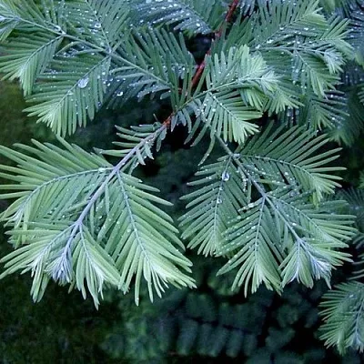 Метасеквойя в Кирове