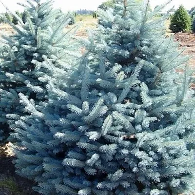 Ель ГЛАУКА колючая в Кирове